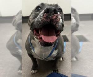 Mutt Dogs for adoption in HESPERIA, CA, USA