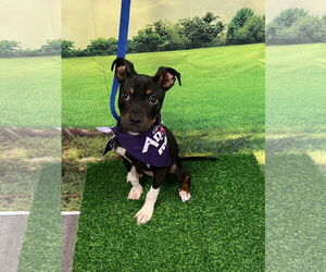 Rat Terrier-Unknown Mix Dogs for adoption in Euless, TX, USA