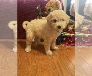 Pomeranian Dogs for adoption in HOPKINSVILLE/PRINCETON, KY, NH, USA