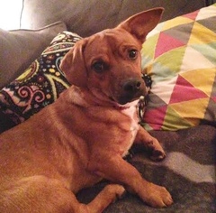 Dorgi Dogs for adoption in Brownsboro, AL, USA
