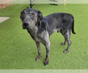 Labrador Retriever-Unknown Mix Dogs for adoption in Raleigh, NC, USA