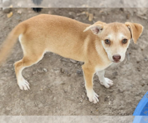 Chiweenie Dogs for adoption in Cranston, RI, USA