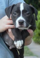 Medium Photo #1 American Bulldog-Unknown Mix Puppy For Sale in Columbus, GA, USA