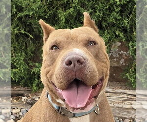 Bulldog Dogs for adoption in Albuquerque, NM, USA