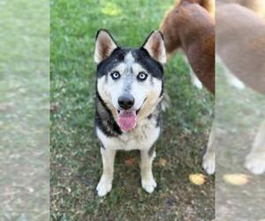 Medium Photo #1 Siberian Husky Puppy For Sale in Riverside, CA, USA