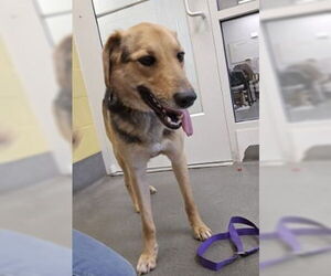 Mutt Dogs for adoption in Glen Allen, VA, USA