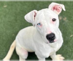 American Pit Bull Terrier-Unknown Mix Dogs for adoption in Texas City, TX, USA