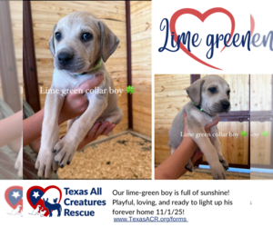 Italian Greyhound-Labrador Retriever Mix Dogs for adoption in Lillian, TX, USA