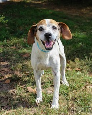 Jack Russell Terrier Dogs for adoption in Troy, IL, USA