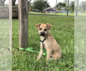 Medium Photo #1 Border Terrier-Unknown Mix Puppy For Sale in Davie, FL, USA