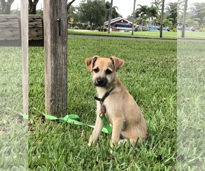 Small Border Terrier Mix