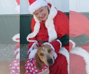 Coonhound Dogs for adoption in Point Pleasant, WV, USA