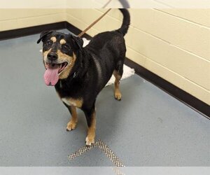 Rottweiler-Unknown Mix Dogs for adoption in Denver, CO, USA