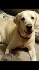 Labrador Retriever Dogs for adoption in Fond du Lac, WI, USA