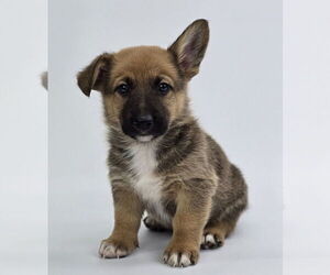 German Shepherd Dog-Unknown Mix Dogs for adoption in Lakewood, CO, USA