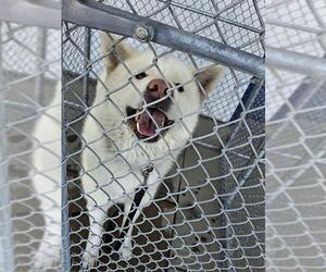 Siberian Husky Dogs for adoption in Bakersfield, CA, USA