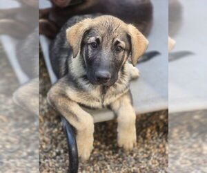 German Shepherd Dog-Unknown Mix Dogs for adoption in Minneapolis, MN, USA