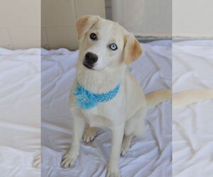 Huskies -Unknown Mix Dogs for adoption in McKinney, TX, USA