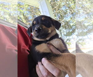 Chihuahua-Unknown Mix Dogs for adoption in Aurora, IN, USA