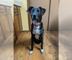 Borador Dogs for adoption in Des Moines, IA, USA