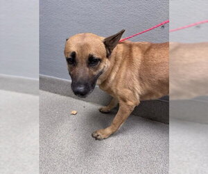 German Shepherd Dog-Unknown Mix Dogs for adoption in Las Vegas, NV, USA