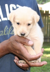 Australian Shepherd-Unknown Mix Dogs for adoption in Sugar Land, TX, USA