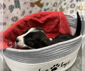 Collie-Unknown Mix Dogs for adoption in Rosenberg, TX, USA