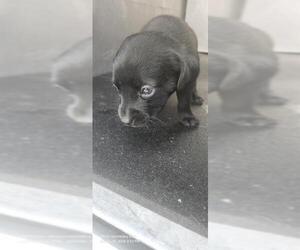 Mutt Dogs for adoption in San Antonio, TX, USA