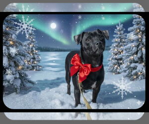 Chihuahua-Unknown Mix Dogs for adoption in Garner, NC, USA