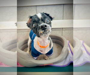 Shih Tzu-Unknown Mix Dogs for adoption in Pacolet, SC, USA