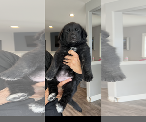 Labrador Retriever-Unknown Mix Dogs for adoption in San Diego, CA, USA