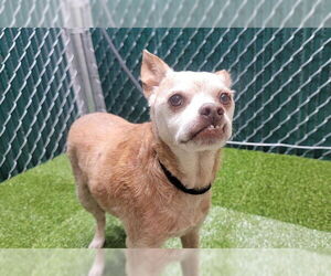 Chihuahua Dogs for adoption in Downey, CA, USA