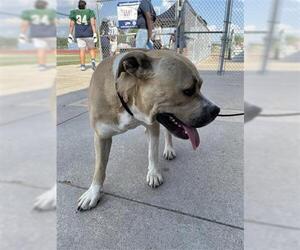 American Pit Bull Terrier Dogs for adoption in Houston, TX, USA