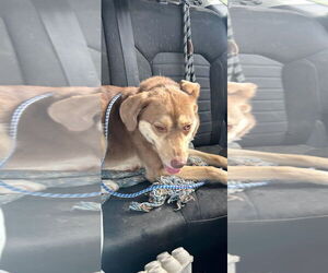 Siberian Husky-Unknown Mix Dogs for adoption in Overland Park, KS, USA