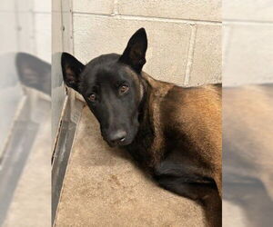 Mutt Dogs for adoption in San Bernardino, CA, USA