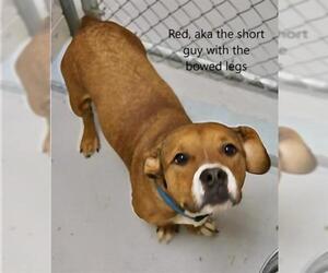 Basset Hound-Labrador Retriever Mix Dogs for adoption in Augusta, GA, USA