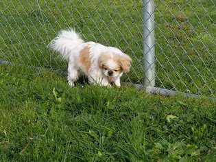 Cav-A-Malt Dogs for adoption in Reedsport, OR, USA