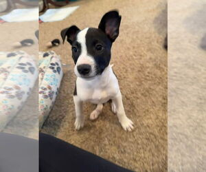 Mutt Dogs for adoption in Germantown, OH, USA