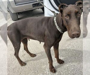 Doberman Pinscher Dogs for adoption in Houston, TX, USA