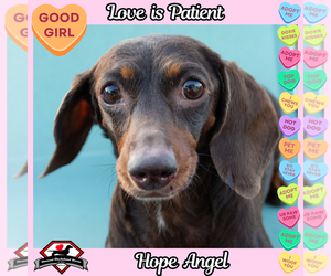 Dachshund Dogs for adoption in San Antonio, TX, USA