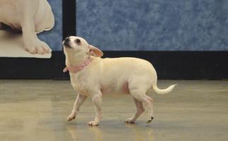 Chihuahua Dogs for adoption in Rockford, IL, USA