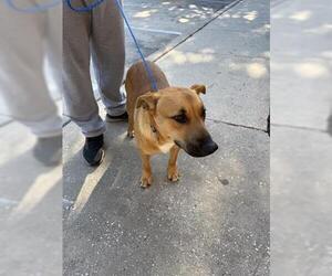 Labrador Retriever Dogs for adoption in Houston, TX, USA