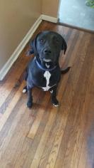 Borador Dogs for adoption in Newport, KY, USA