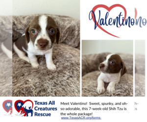 Shih Tzu Dogs for adoption in Lillian, TX, USA