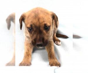 Mutt Dogs for adoption in Thief River Falls, MN, USA
