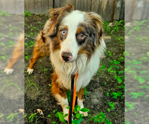Australian Shepherd Dogs for adoption in Brooklyn Center, MN, USA