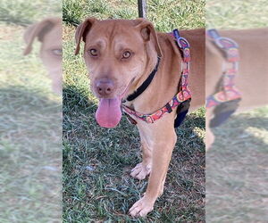 American Pit Bull Terrier-Unknown Mix Dogs for adoption in Louisville, KY, USA