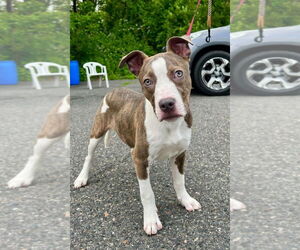 American Staffordshire Terrier Dogs for adoption in Lawrenceville, NJ, USA