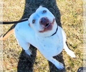 American Pit Bull Terrier Dogs for adoption in Pryor, OK, USA