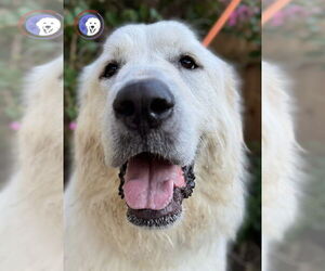 Great Pyrenees Dogs for adoption in Spring, TX, USA